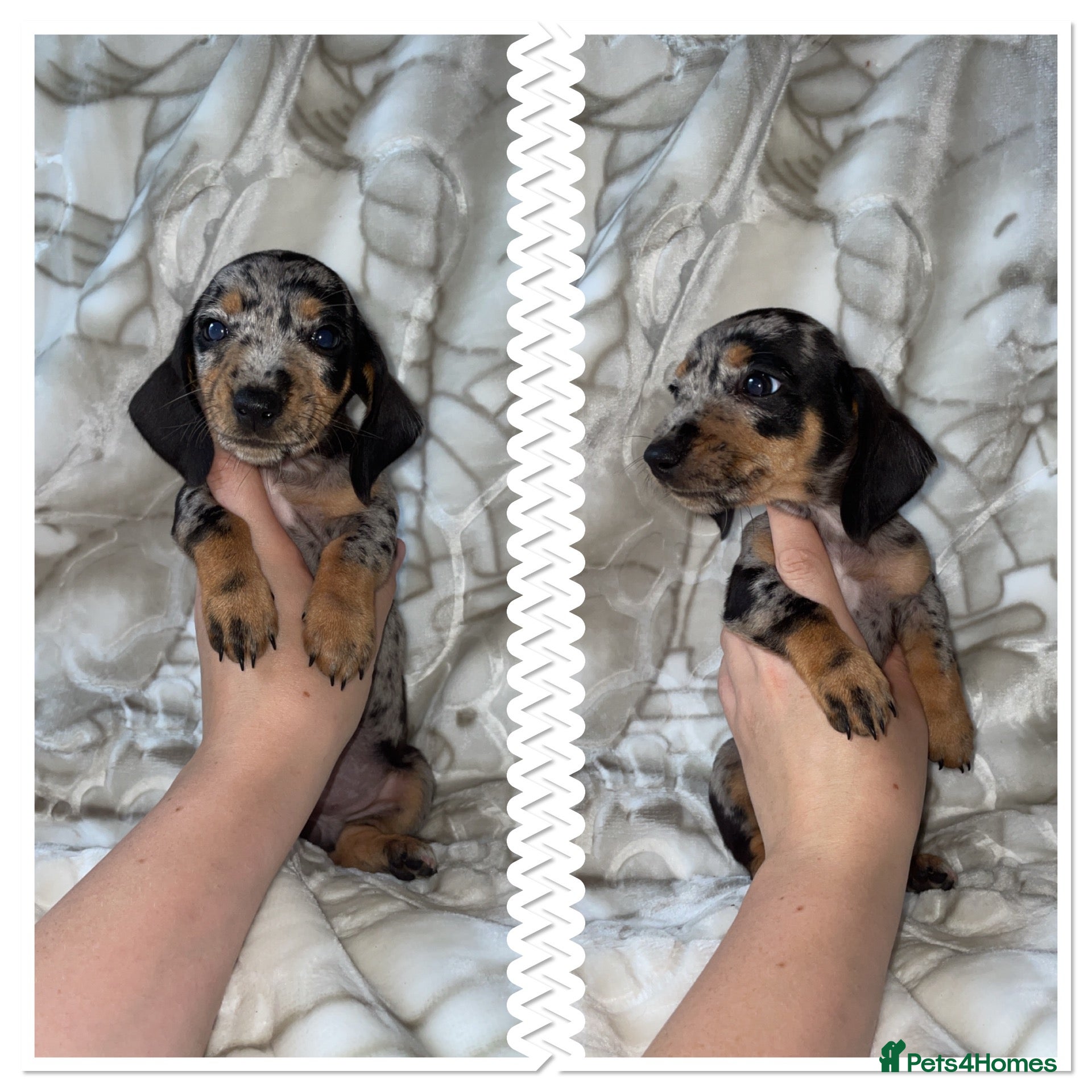 Miniature Dachshund dogs Dachshund  - Advert 2