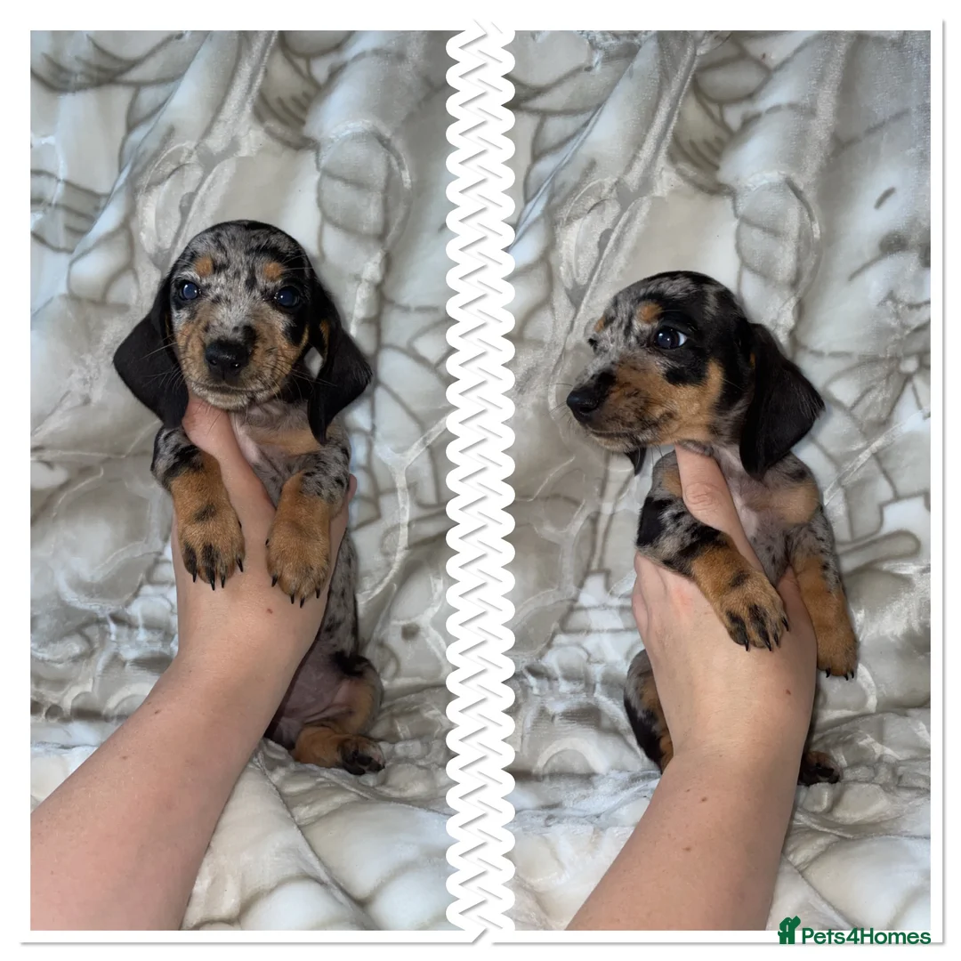 Miniature Dachshund dogs for sale: Dachshund  in Milton Keynes - Advert 2