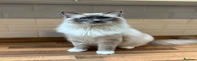 Gizmo 