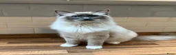 Ragdoll cats for sale: Handsome male Ragdoll for sale  - Advert 24