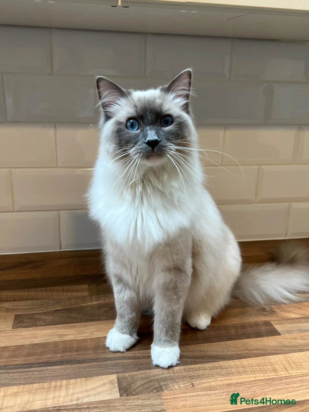 Ragdoll cats for sale: Handsome male Ragdoll for sale  - Advert 24