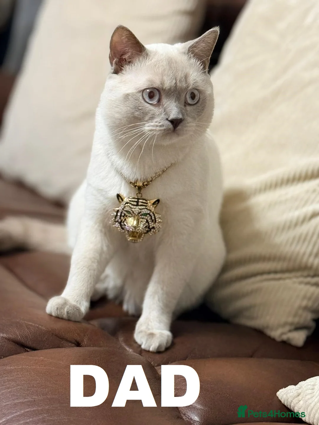 British Shorthair cats for sale: White British Shorthair Kittens – Rare Red Eyes - Advert 2