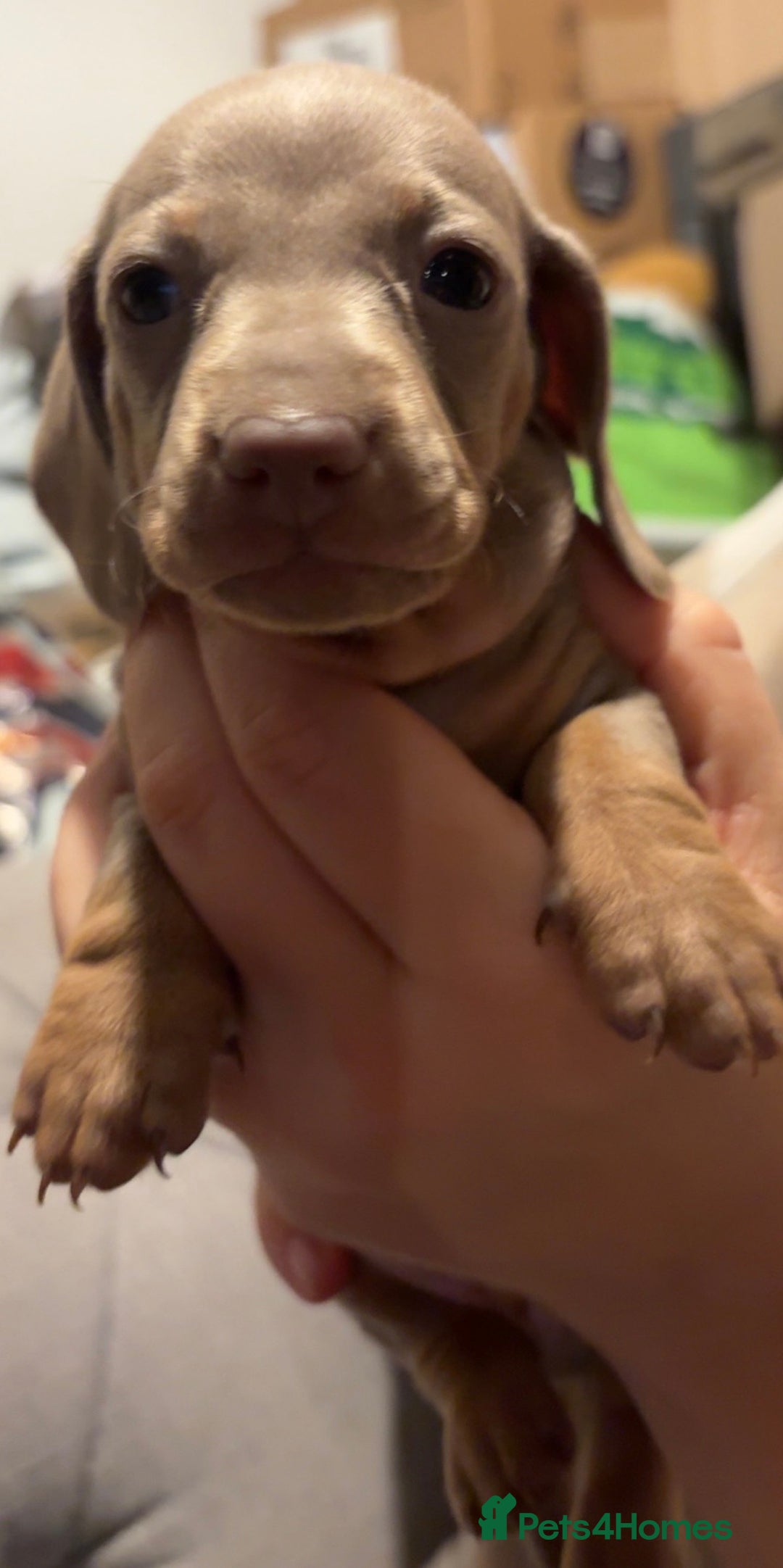 Miniature Dachshund dogs for sale: Miniature shorthaired dachshund pups - Advert 11