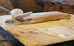 Continental Giant rabbits for sale: Continental Giants Merle - Image 10