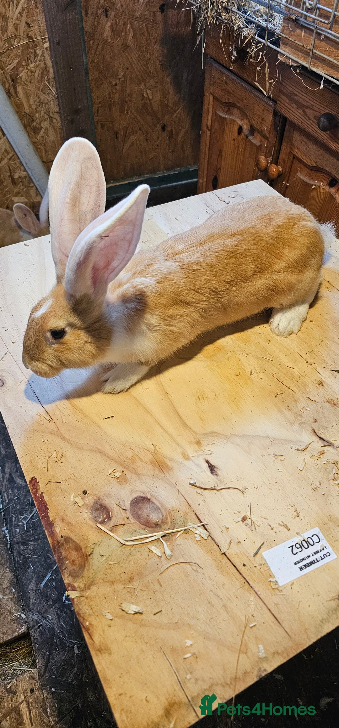 Continental Giant rabbits for sale: Continental Giants Merle - Image 10