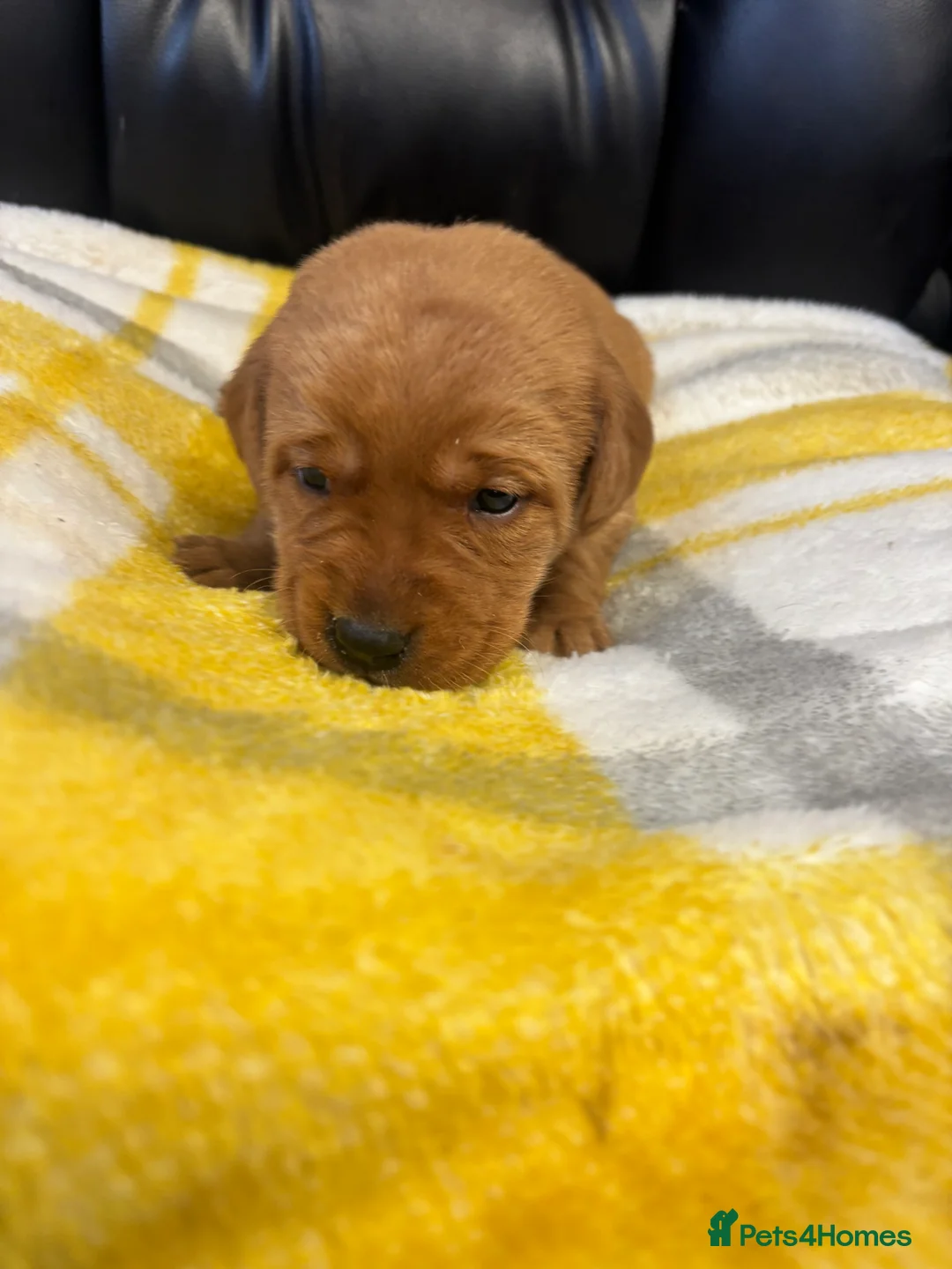 Labrador Retriever dogs for sale: KC Dark yellow Labrador pups  - Advert 13