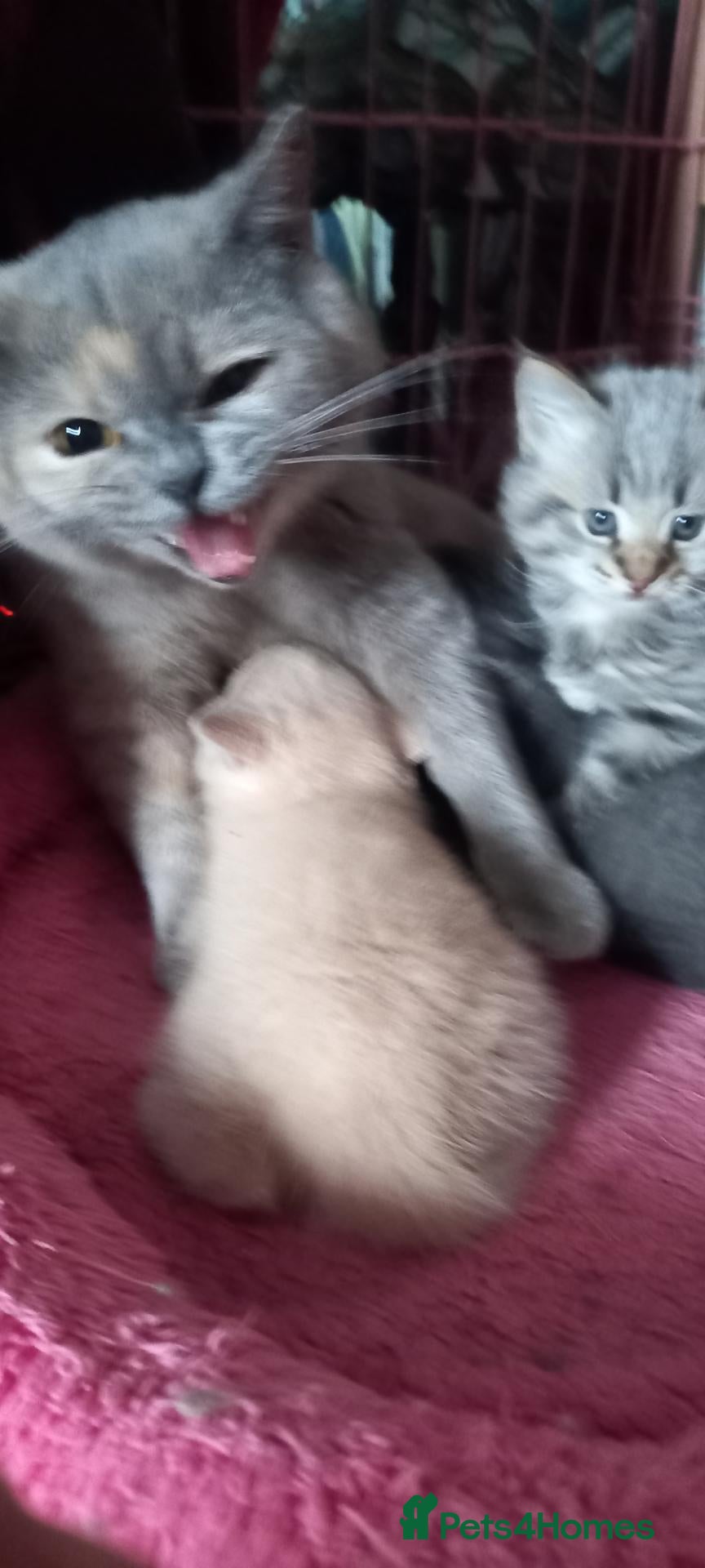 British Shorthair cats for sale: British Shorthair - Advert 20