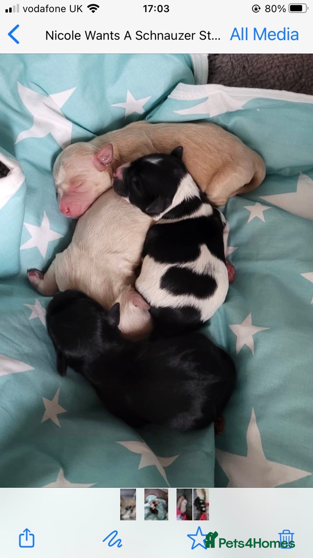 Miniature Schnauzer dogs for stud: KC CHOC/WHITE MIN SCHNAUZER BVA AND MAC CLEAR in Coventry - Advert 30