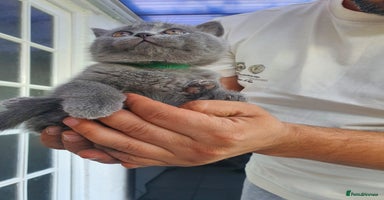 British Shorthair cats - Advert 4