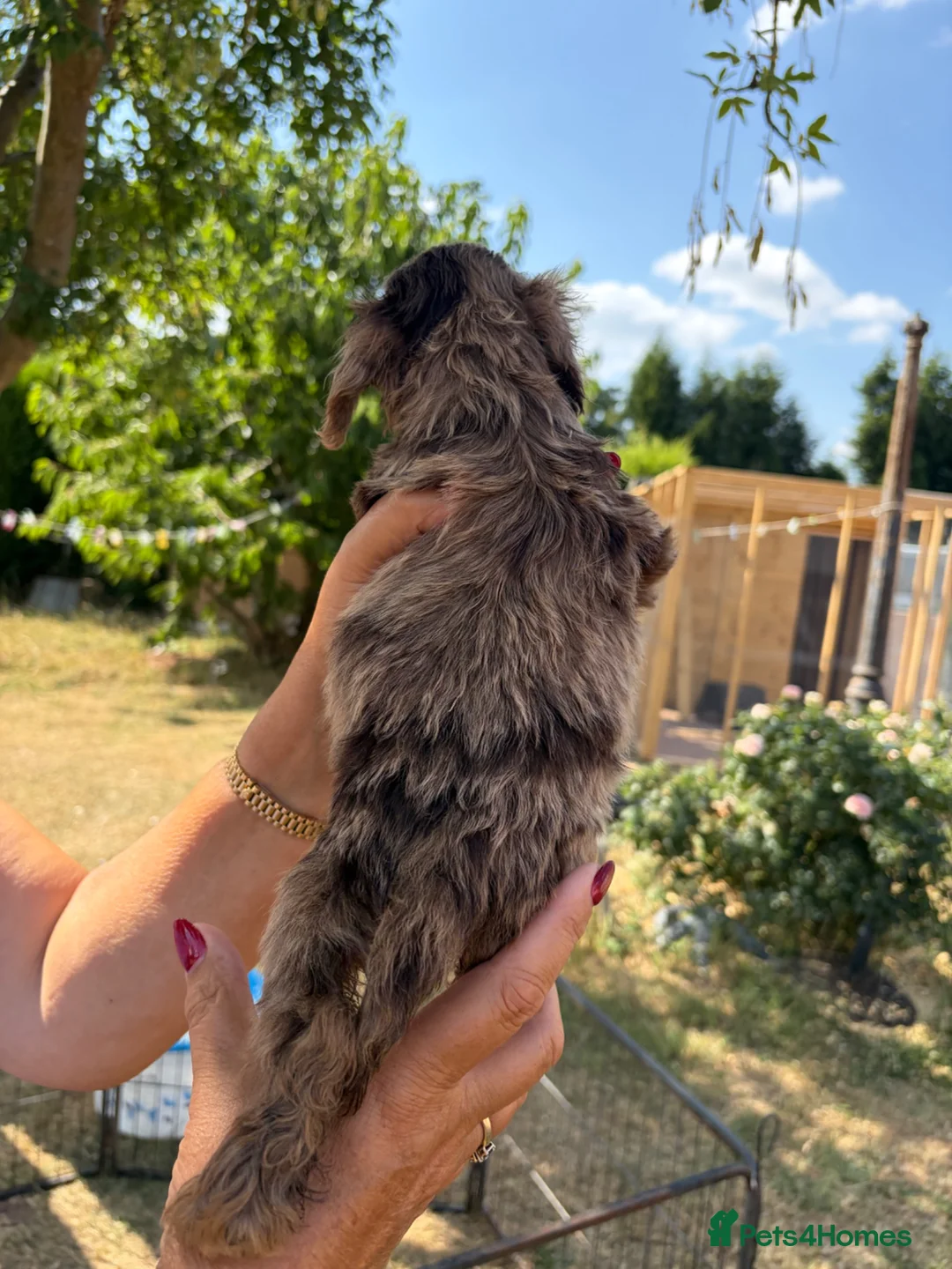 Cockapoo dogs for sale: F1 Merle cockapoo - Advert 2