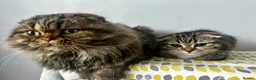 Mixed Breed cats for sale:     Adorable Kitten Looking for a Loving Home - Advert 4