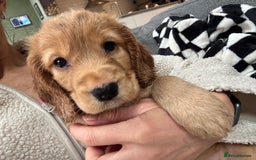 Cockapoo dogs for sale: Beautiful, Rare Cockapoo Puppies – Ready 17th Nov - Advert 21