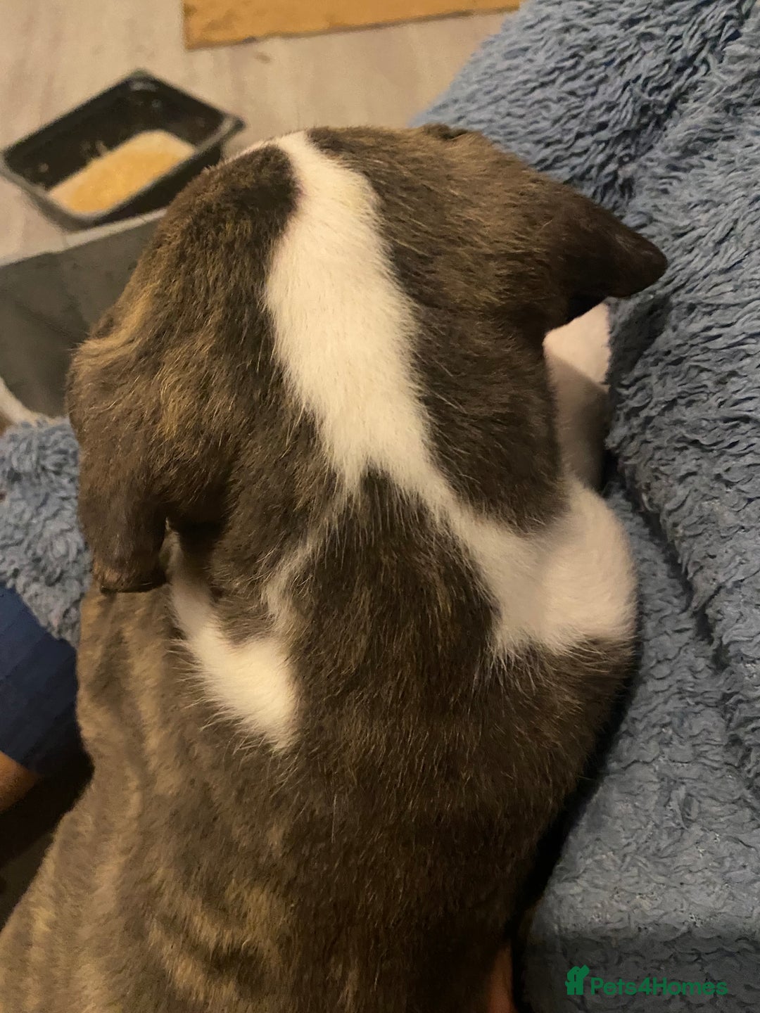 Mixed Breed dogs for sale: Scott American Bulldog Cross  - Advert 6