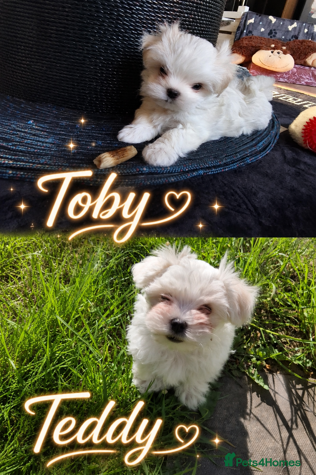 Maltese dogs Maltese kc registered two beautiful boys  - Advert 6