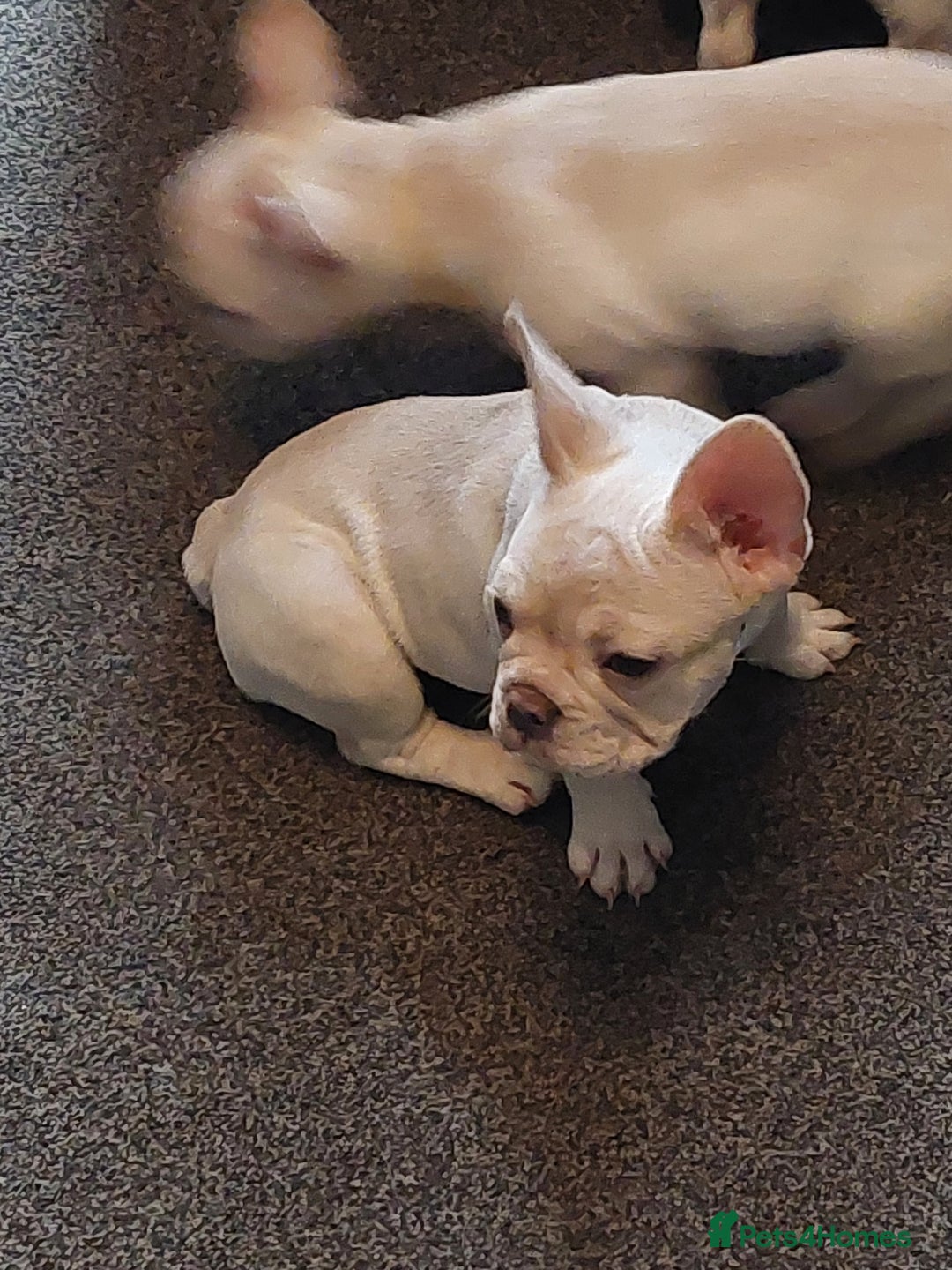 French Bulldog dogs for sale: Frenchy girls - Advert 16