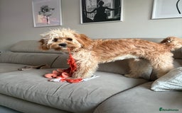 Cavapoo dogs for sale: 8 month old cavapoo for sale  - Image 7