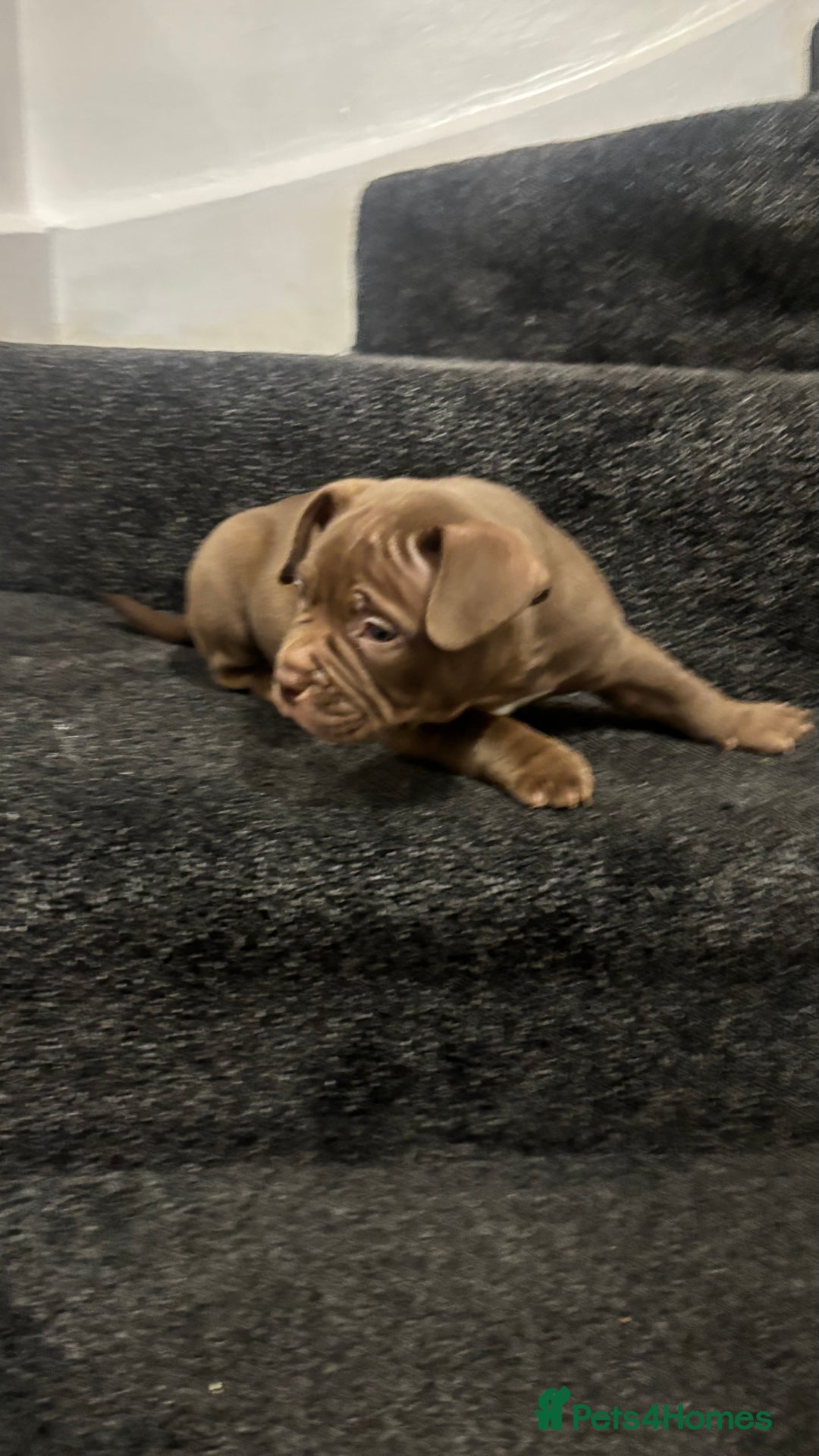 American Bully dogs for sale: Pocket bully pups ready too leave 11th dec - Advert 7