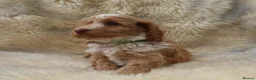 Cockapoo dogs for sale: FI CHAMPAGNE AND WHITE  MALE FROM 5* BREEDER - Advert 3