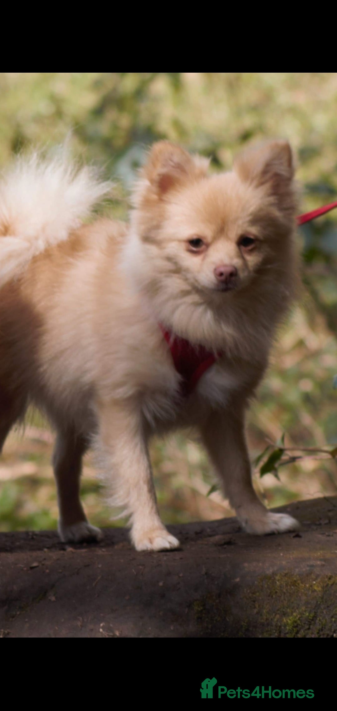 Pomeranian dogs KC Pomeranian puppies  - Advert 5