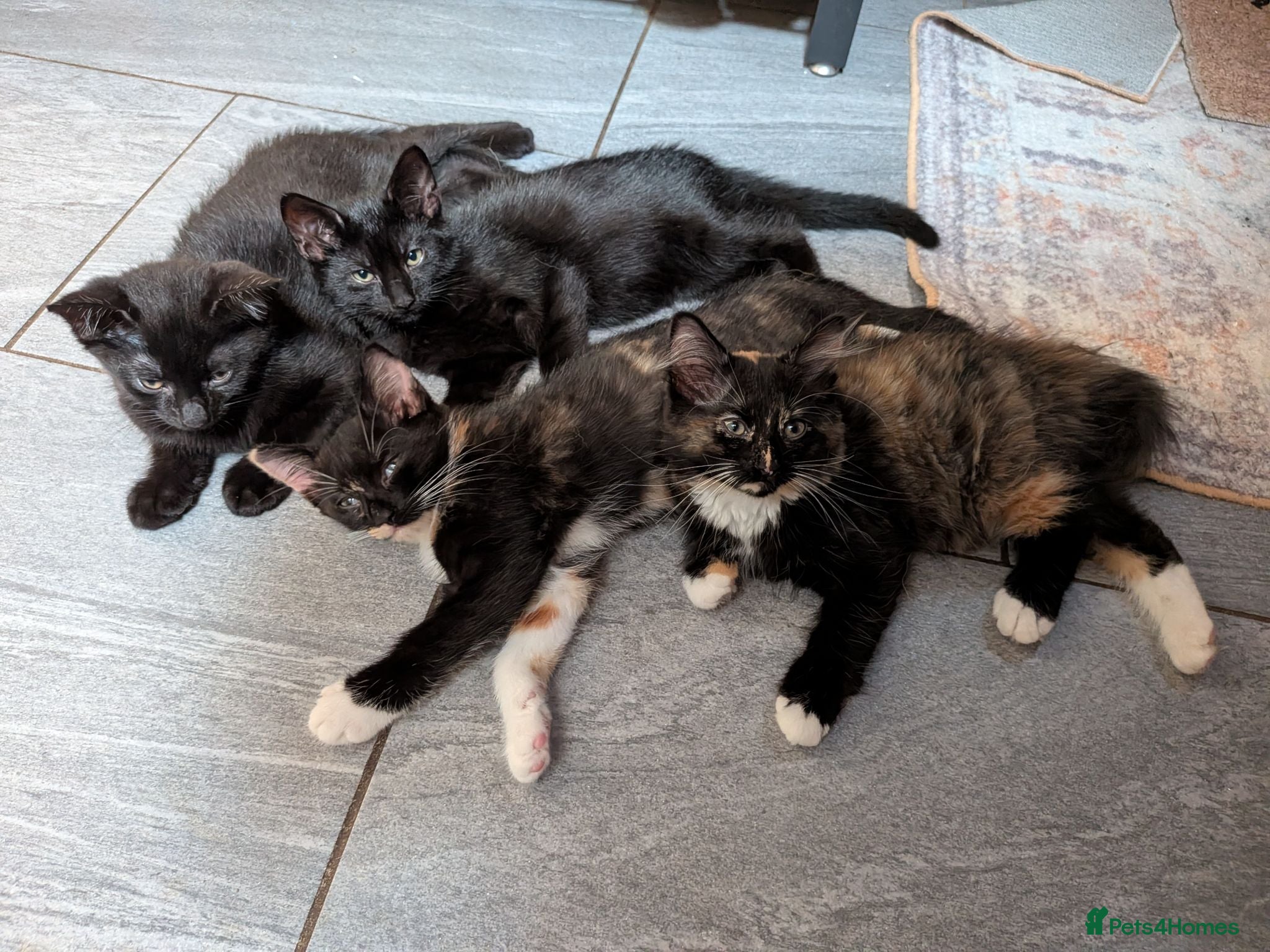 Domestic Shorthair cats Beautiful Well-Socialised Kittens – Ready Now 🐾 - Advert 16