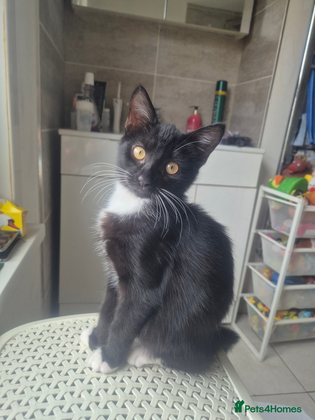 Domestic Shorthair cats for sale: Adopt a Kitten – Help Give Them a Loving Home - Image 3