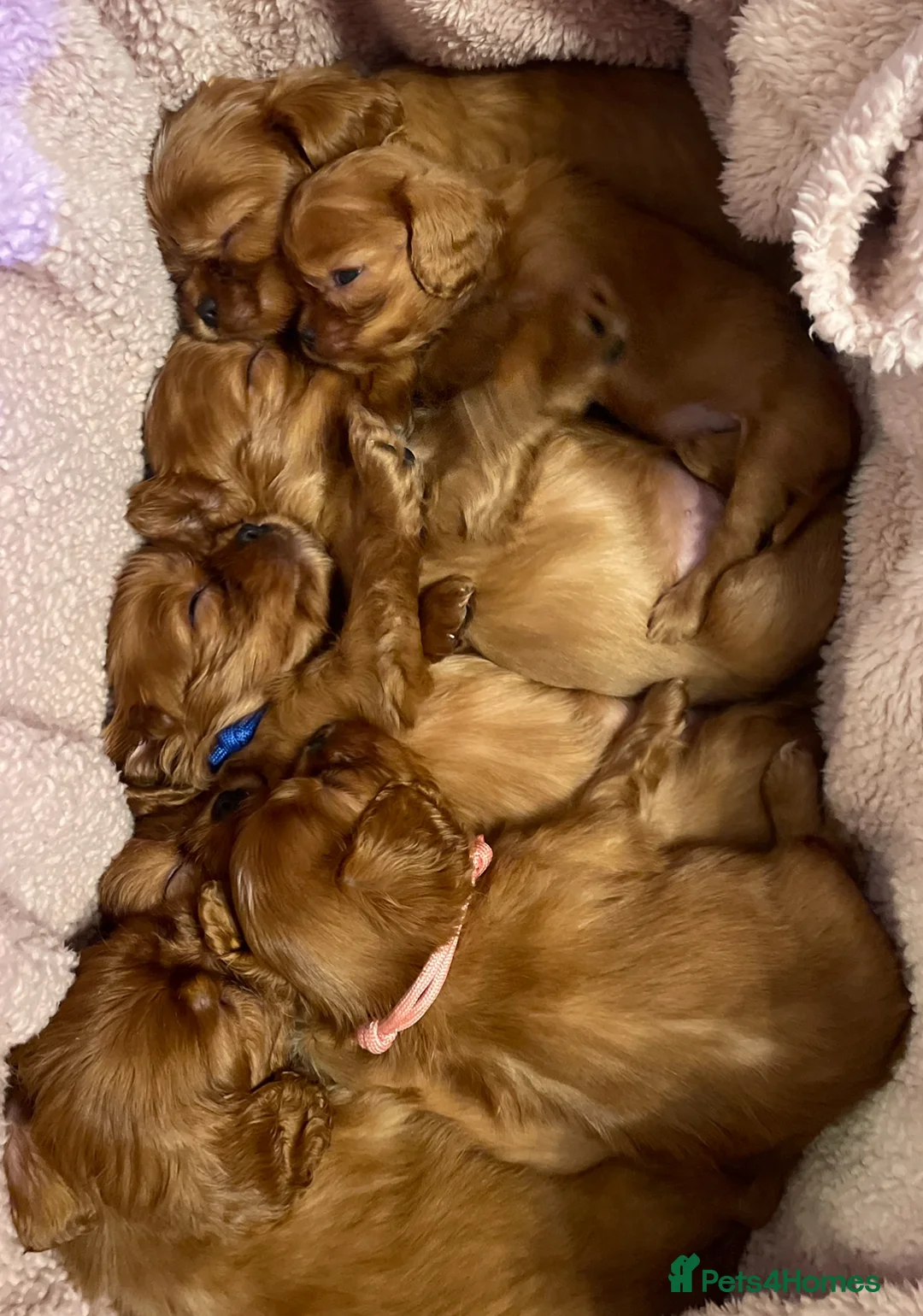 Cavalier King Charles Spaniel dogs for stud: CKCS For Stud in Waterlooville - Advert 6