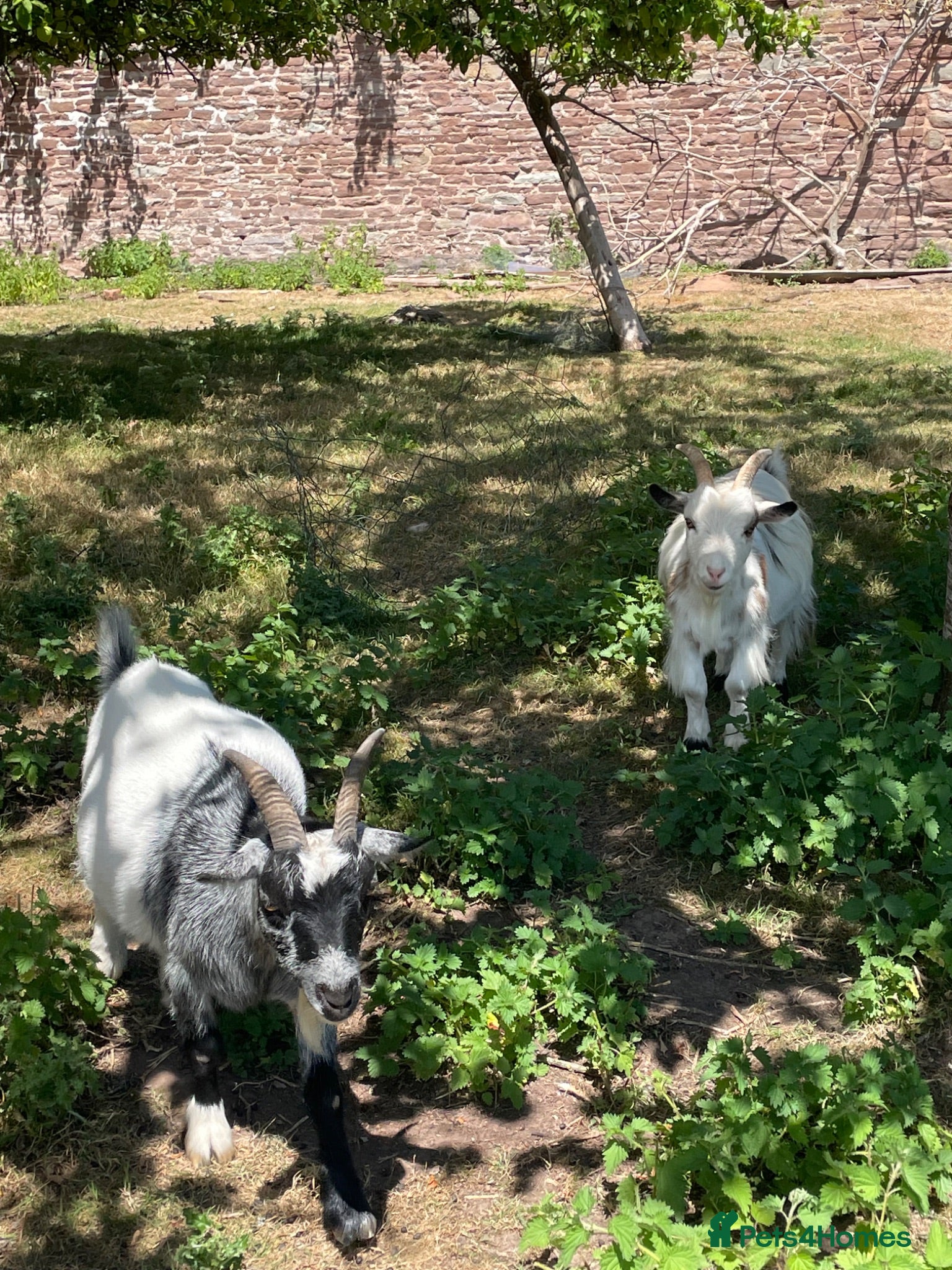 Goats livestock Pygmy Goats for sale - Advert 3