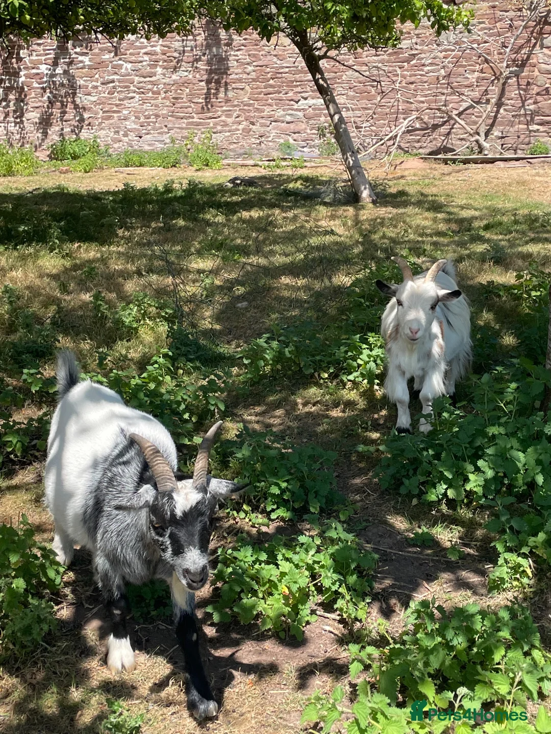 Goats livestock for sale: Pygmy Goats for sale in Worcester - Advert 1