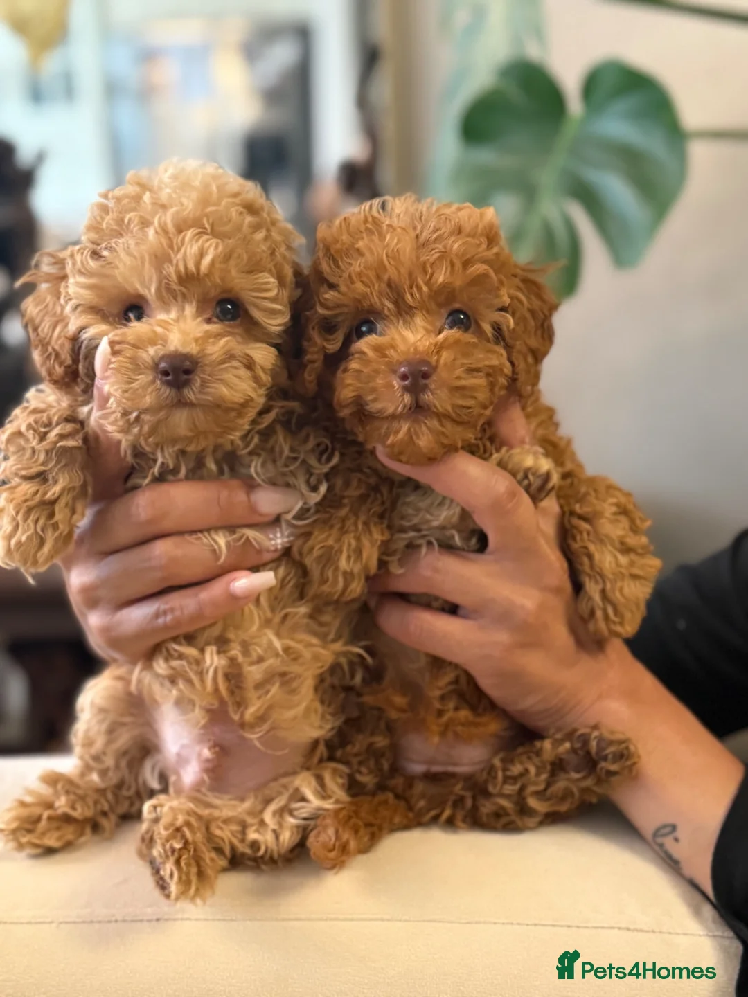 Toy Poodle dogs for sale: Last girl KC Register Toilet Trained Toy poodle - Advert 1