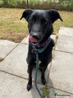 Mixed Breed dogs TED - 6 yrs, medium, playful, loves other dogs in Ross-on-Wye - Advert 15