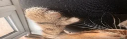 Mixed Breed cats for sale: Beautiful Tabby Kittens - Advert 5