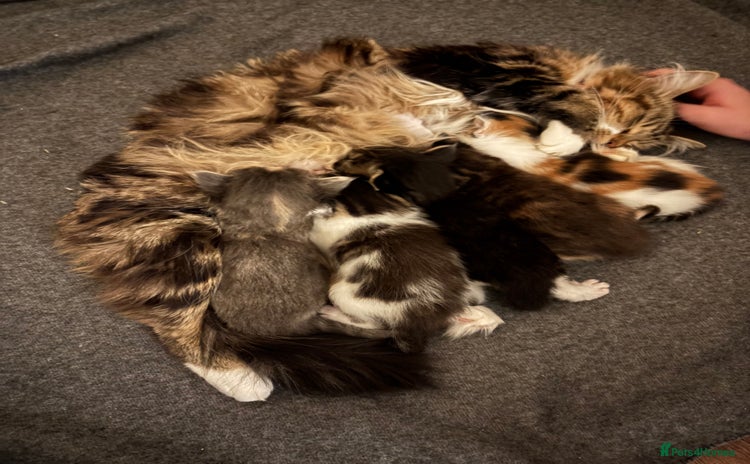 Maine Coon cats - Advert 9