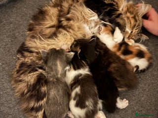 Maine Coon cats - Advert 26