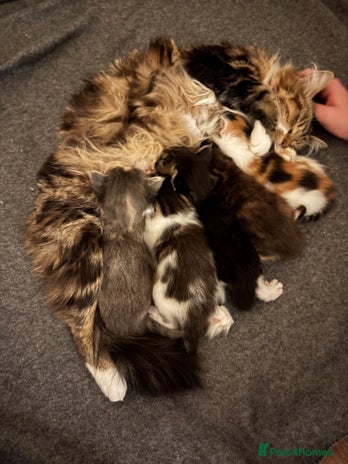 Maine Coon cats - Advert 3