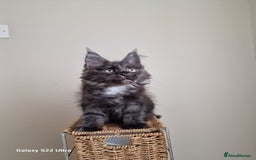 Maine Coon cats for sale: 🥰MC Kittens🥰 - Image 9