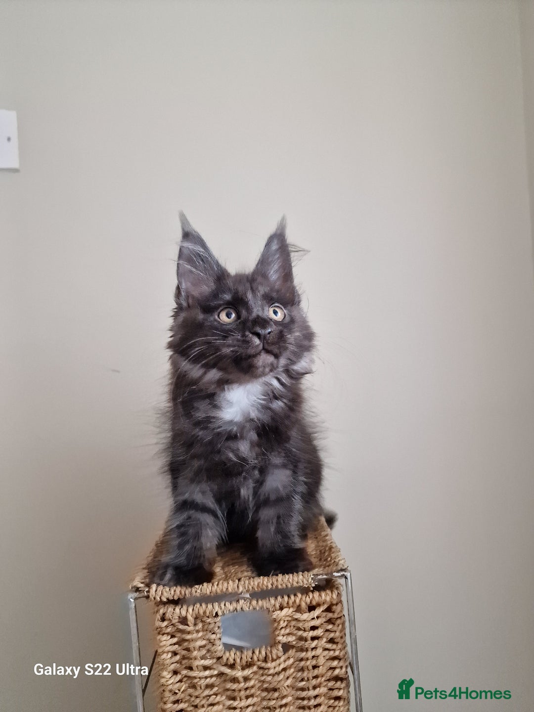 Maine Coon cats for sale: 🥰MC Kittens🥰 - Image 9