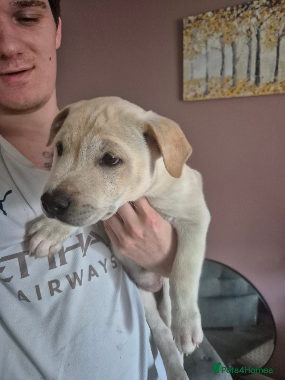 Mixed Breed dogs for sale: American Akita/Bullmastiff cross - Image 17