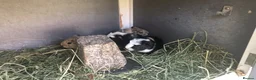 Guinea Pig rodents for sale: Baby Guinee pigs and Adult Male - Advert 4