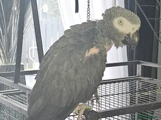 Parrots birds Jojo african grey - Advert 1