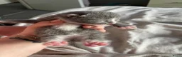 British Shorthair cats for sale: 3 British shorthair kittens  - Advert 17