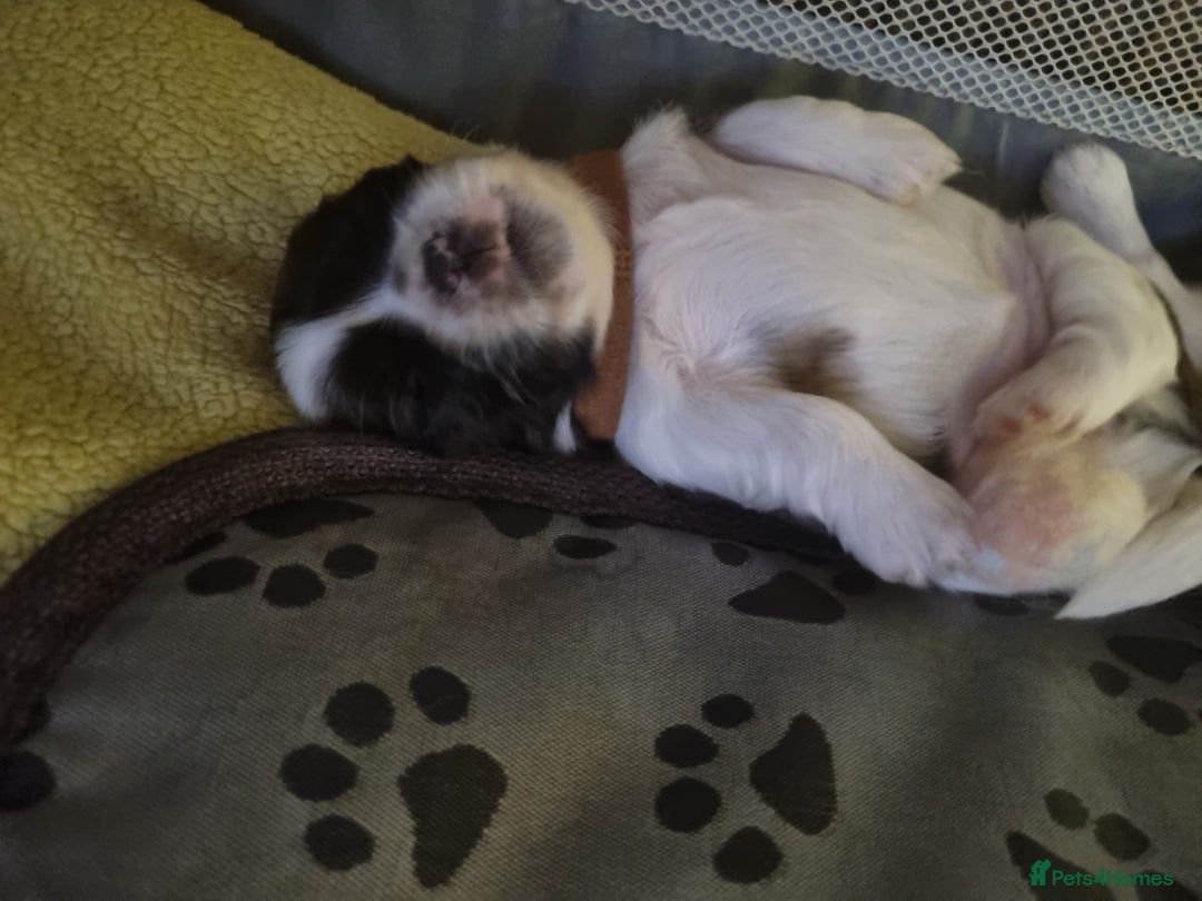 Shih Tzu dogs for sale: Shih tzu pups - Advert 6