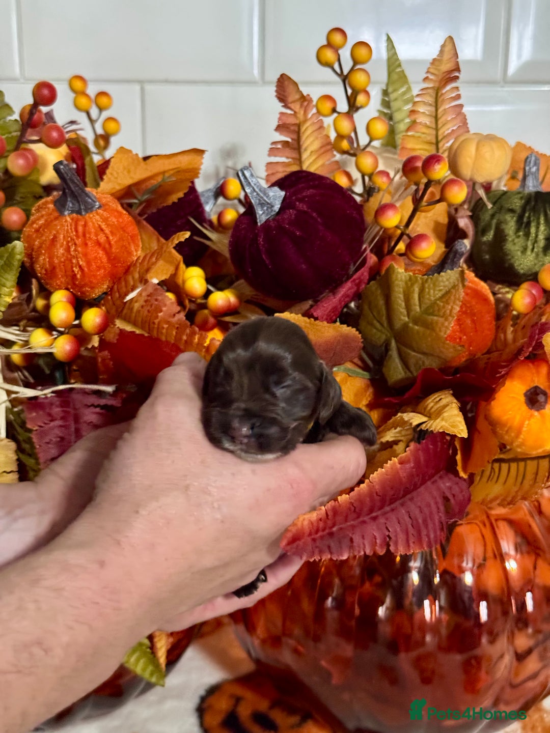 Cocker Spaniel dogs for sale: 6 kc reg cocker spaniel puppies fully dna tested  - Image 6