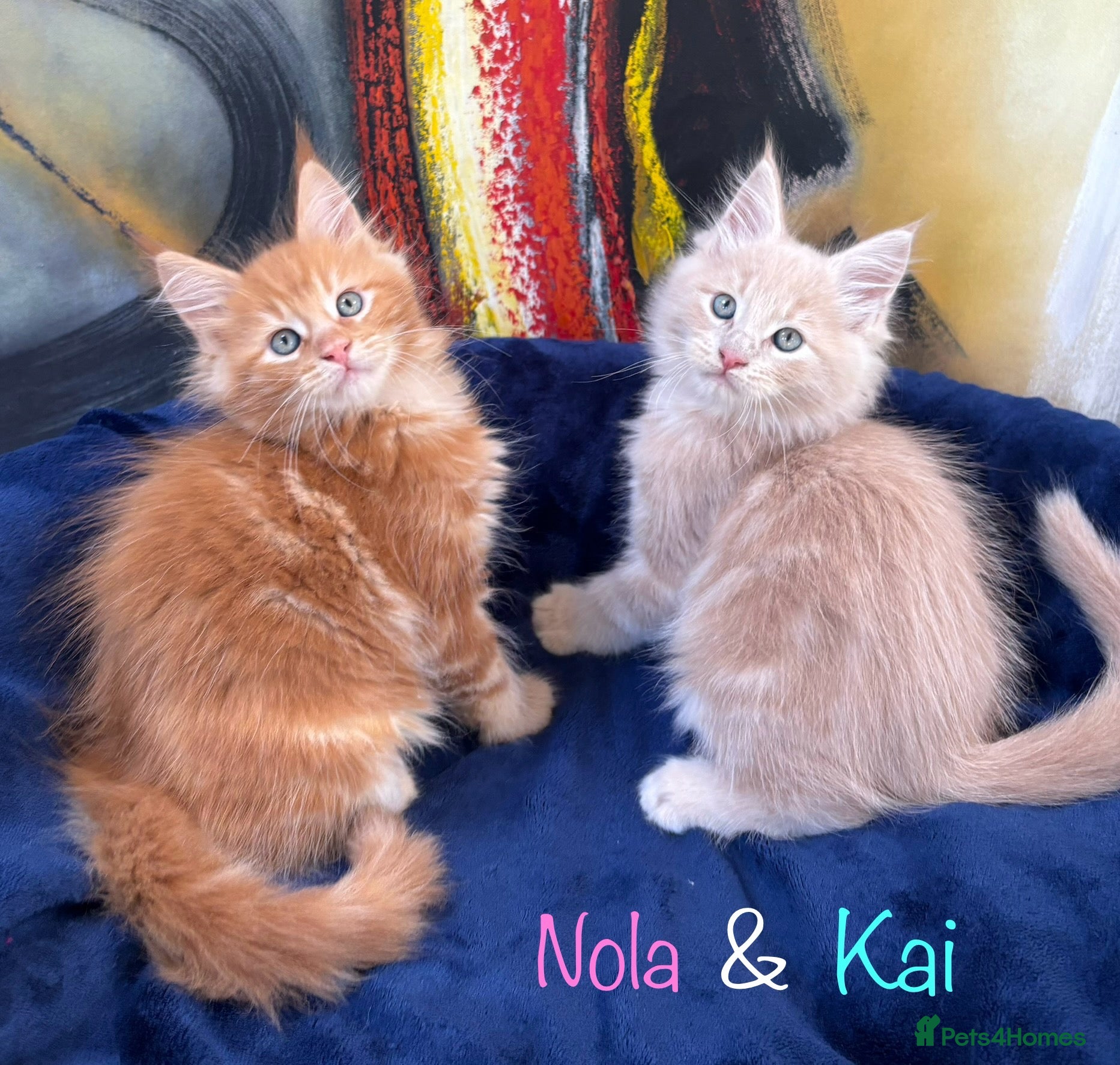 Maine Coon cats Beautiful Maine Coon Kittens-Ready Soon - Advert 1