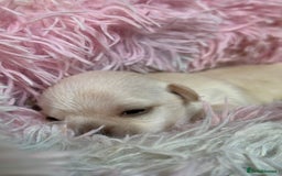 Chihuahua dogs for sale: Puppies chihuahuas 1 boy and 2 little princesses  - Image 7