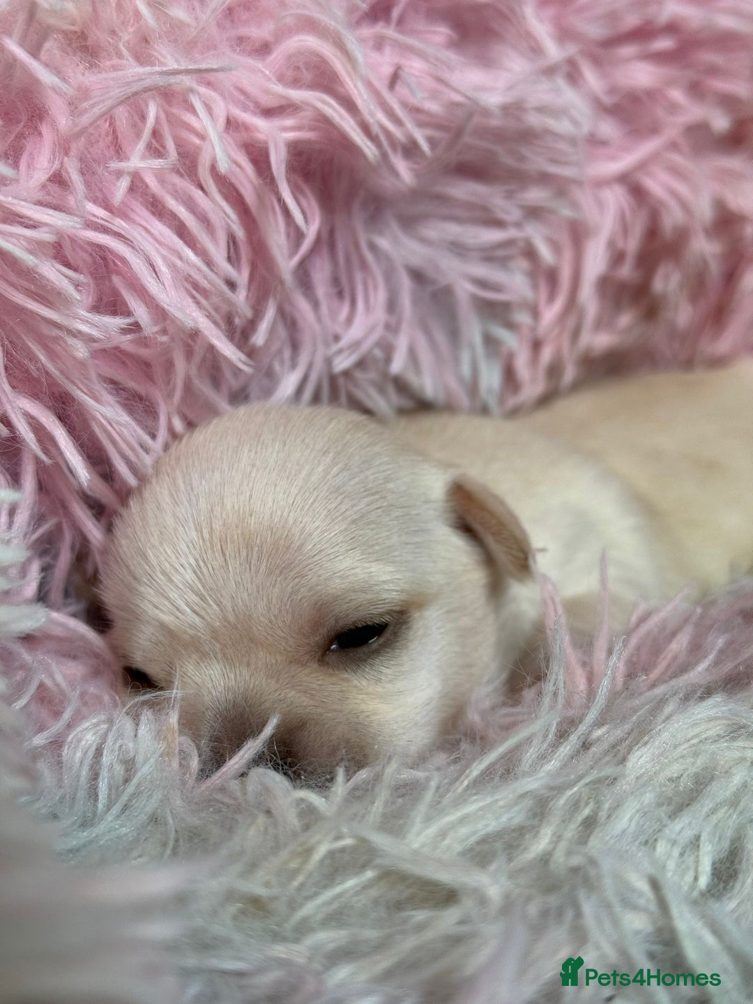 Chihuahua dogs for sale: Puppies chihuahuas 1 boy and 2 little princesses  - Image 7