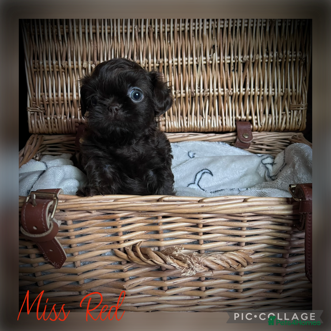 Shih Tzu dogs for sale: Stunning KC chocolate imperial Shihtzu puppies - Image 16