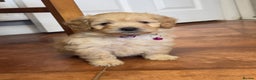 Cockapoo dogs for sale: Bred From Health Tested Parents - Advert 24