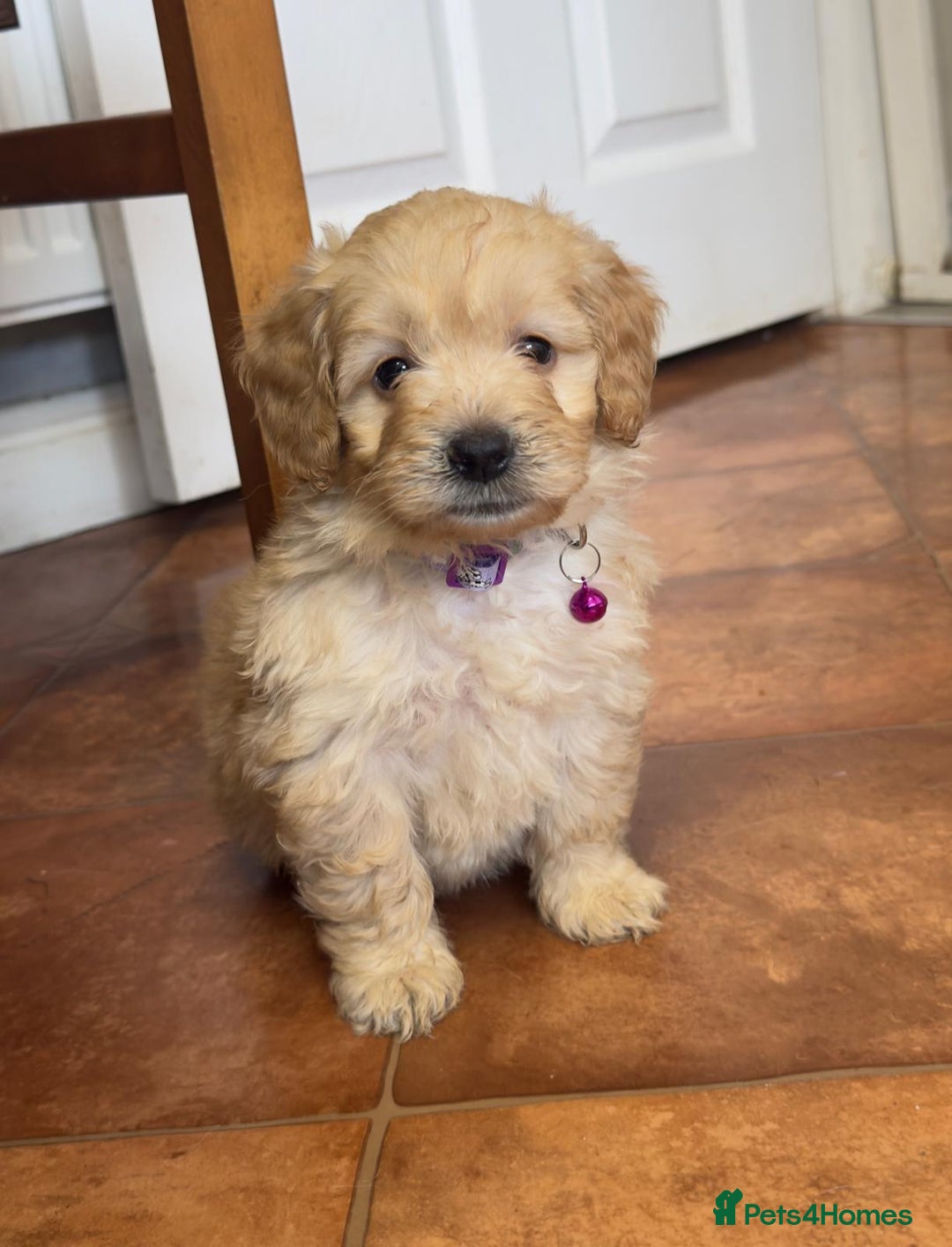 Cockapoo dogs for sale: Bred From Health Tested Parents - Advert 24