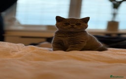British Shorthair cats for sale: READY COLLECTION THIS WEEKEND! Bsh babies  - Image 8