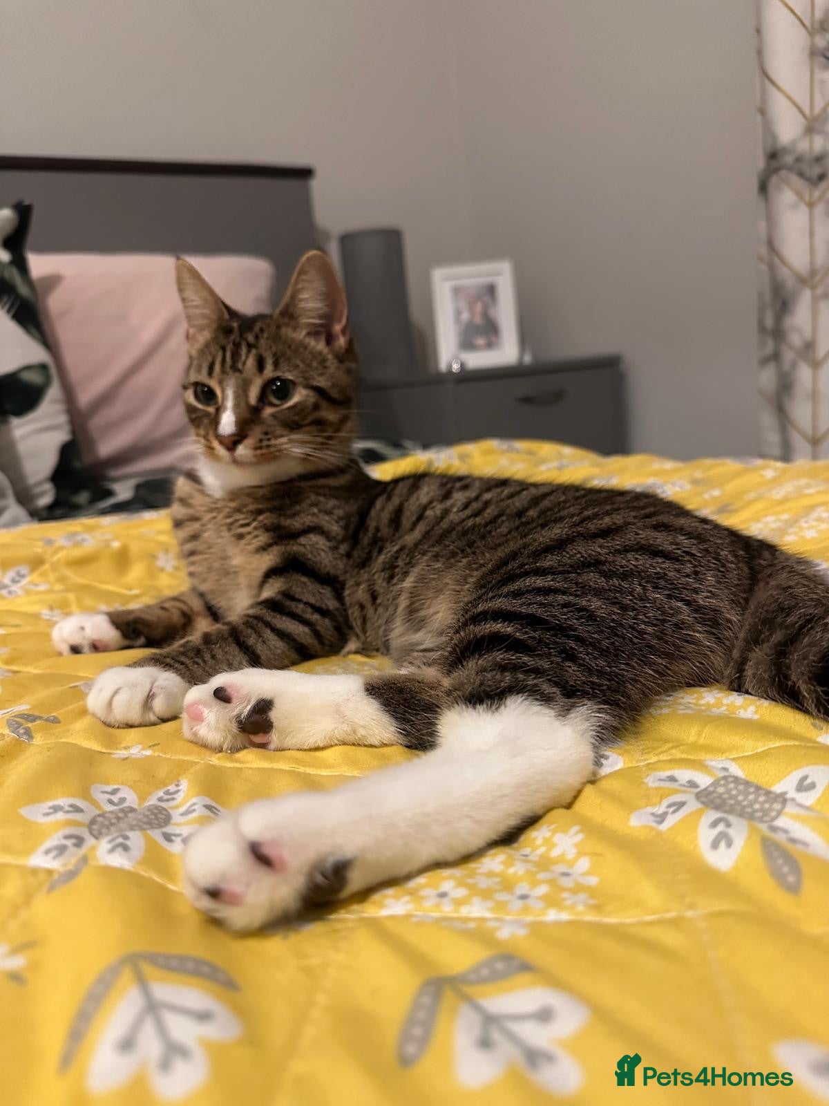 Mixed Breed cats Kittens for sale - Advert 1